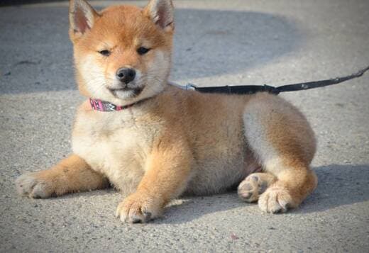 Shiba Inu puppies