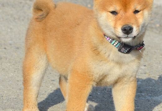 Shiba Inu puppies