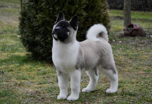 American Akita puppies