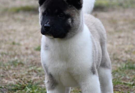 American Akita puppies