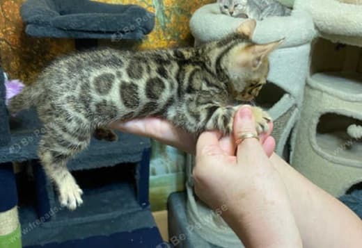 BENGAL-RARE KITTENS FOR SALE JUST 2 kittens left