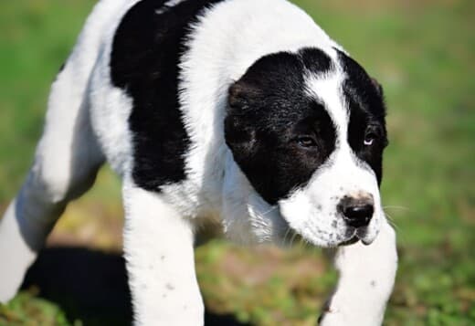 Central Asian Shepherd puppies