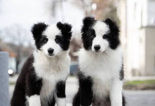Border Collie puppies
