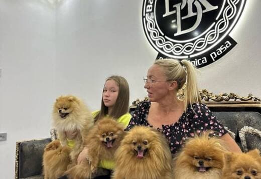 Pomeranian Spitz puppies