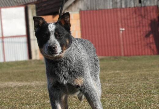 Australian Cattle Dog Puppies