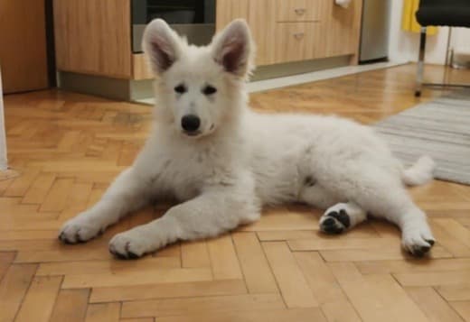 White Swiss Shepherd Dog Puppies
