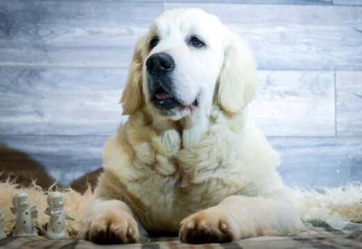 Golden retriever puppies and young dogs for sale