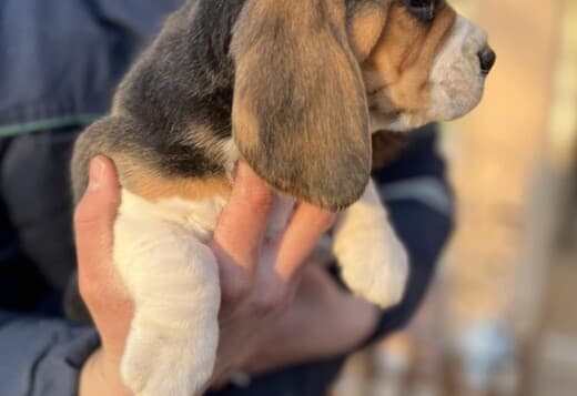 Beagle female puppy