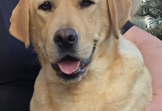 Labrador Retriever female for sale