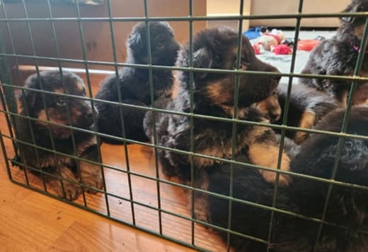 Stunning German Shepherd Puppies For Sale