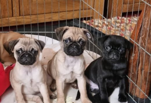 Beautiful Litter Pug Puppies for Sale