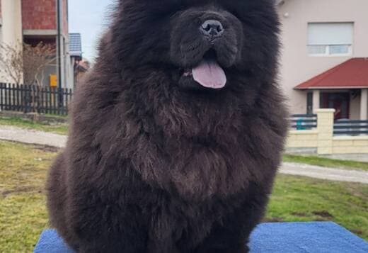 Chow Chow Puppies