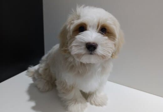 Havanese Bichon puppies