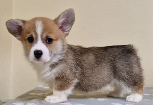 Welsh Corgi Pembroke puppies