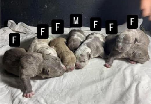 American bully pocket