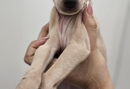 Italian Greyhound Puppies