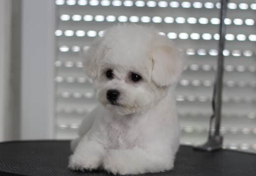 Bichon Frise puppies