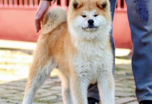 Akita Inu