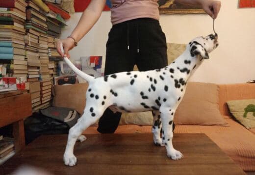 Dalmatian Puppies