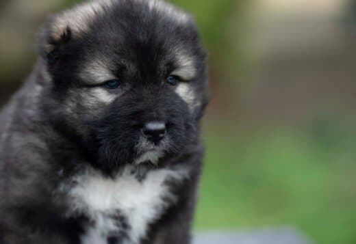 Caucasian Shepherd Dog – Beautiful Puppies