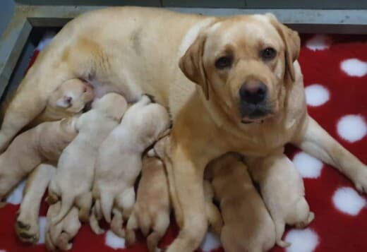 Labrador Retriever Puppies