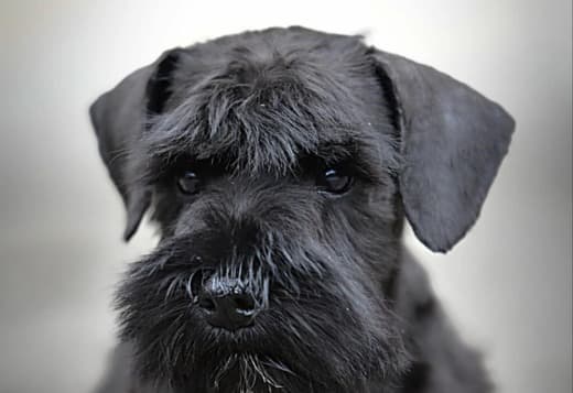 Miniature Schnauzer Black Puppies