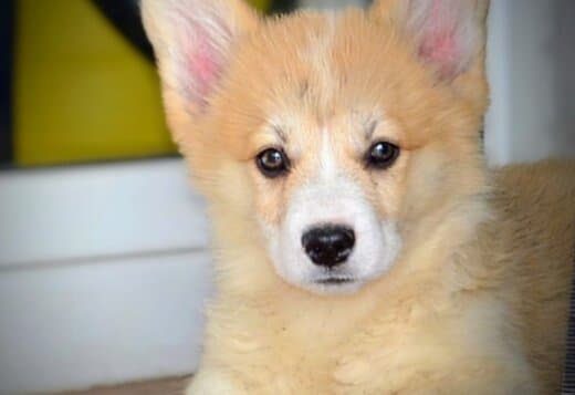 Welsh Corgi Pembroke puppies