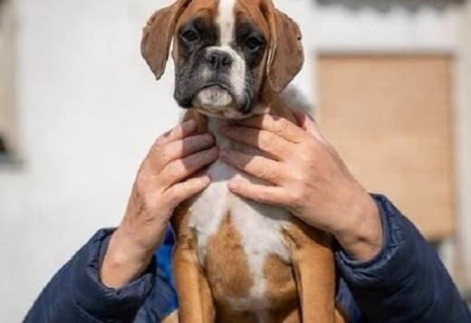 German Boxer