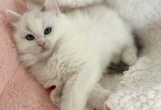 Pure breed Van Ragdoll kitten, very rare