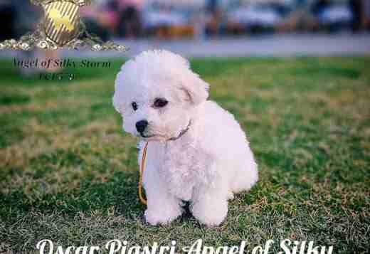 Bichon Frise puppy for sale