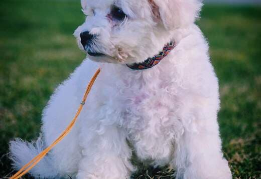 Bichon Frise puppy for sale