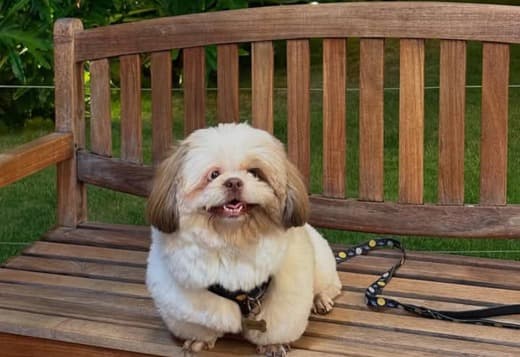 My Jane Shih Tzus dog breed