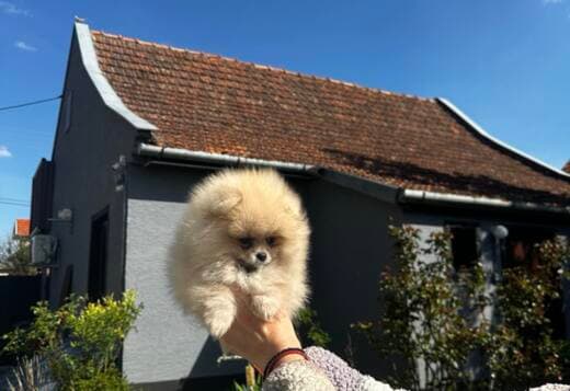 Pomeranian Spitz Puppies