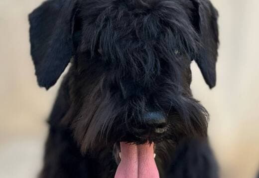 Black Miniature Schnauzer Puppies