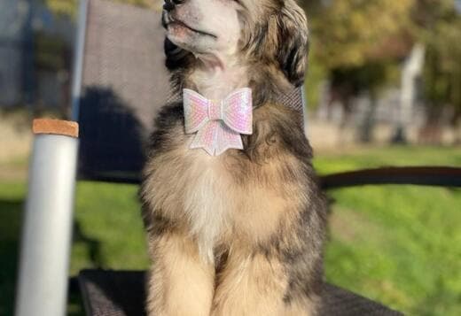 Chinese Crested Male Puppy