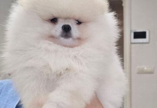 Pomeranian Spitz puppies
