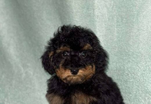 Black and Tan Toy Poodle