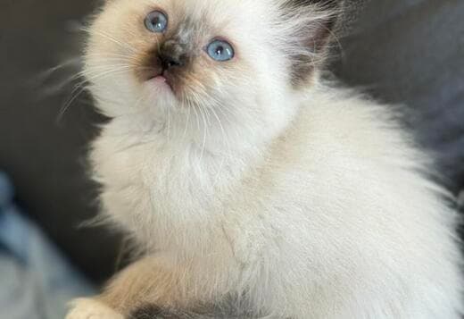 Ragdoll kittens