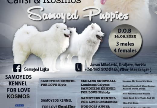Samoyed Puppy for sale
