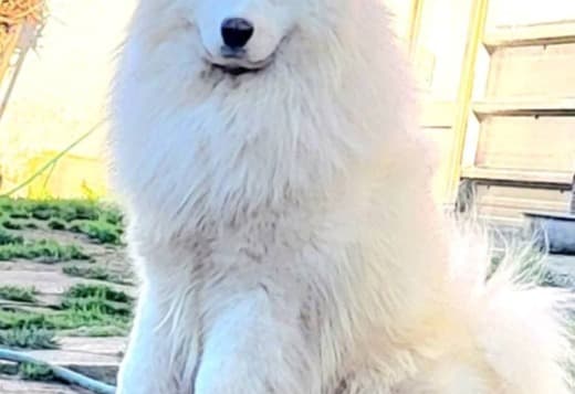 Samoyed Adults and Puppies for Sale