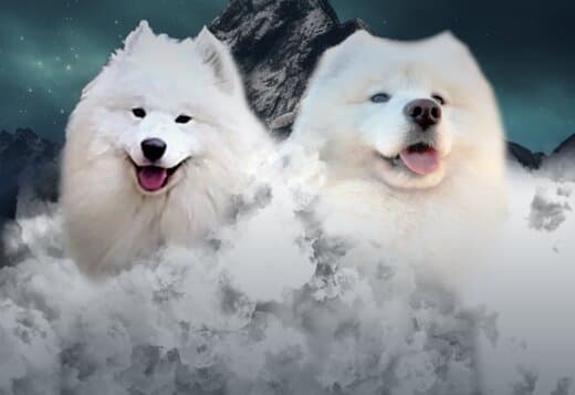Samoyed Adults and Puppies for Sale