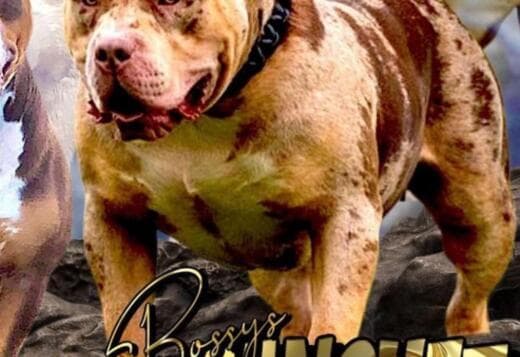 American Bully XL Puppies for Sale
