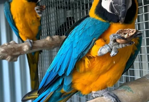 Tamed DNA tested Macaws and Parrots
