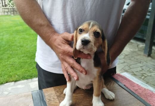 Beagle Puppies for Sale