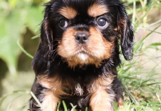 Charming cavalier boys looking for a good family