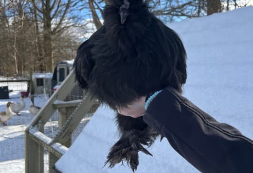 Silkie Cockerels and Roosters