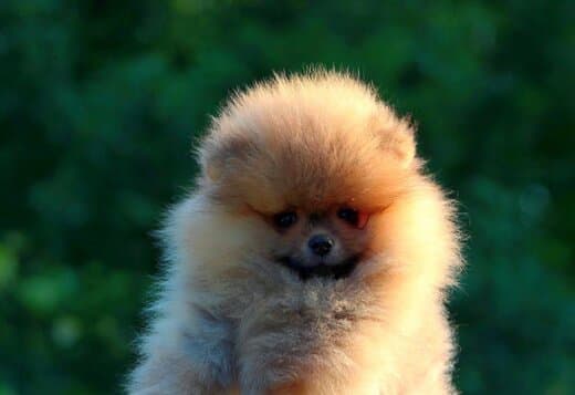 Pomeranian BOO Puppies, Pomeranian Spitz Puppies