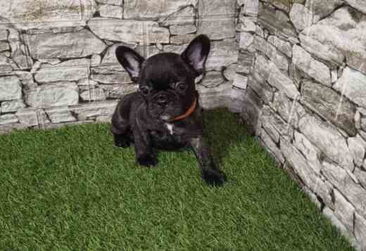 French Bulldog – Beautiful Puppies