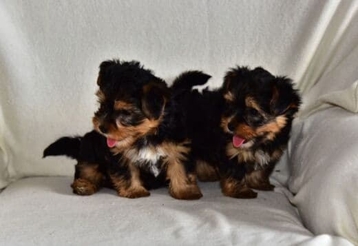 Yorkshire terrier 1 mini girl and two boys ready to new home