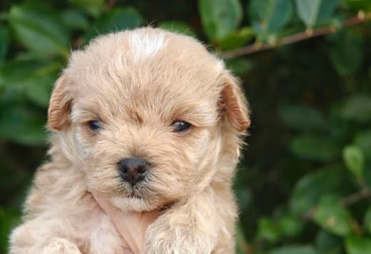 Maltese puppies